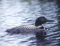 Adirondack Loon
