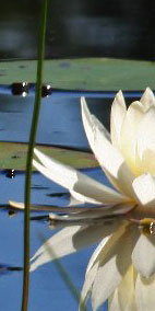 pond