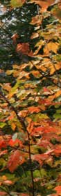 foliage